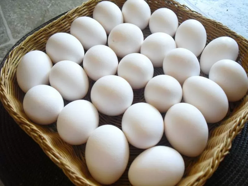 مدار الساعة,أخبار الأردن,اخبار الاردن,وزير الزراعة,كورونا,الملك عبدالله الثاني