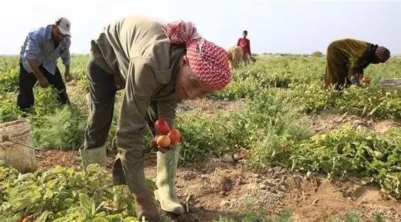 مدار الساعة,أخبار اقتصادية,وزير البيئة,وزير الزراعة,وزارة الزراعة,وادي الأردن,الإمارات العربية المتحدة