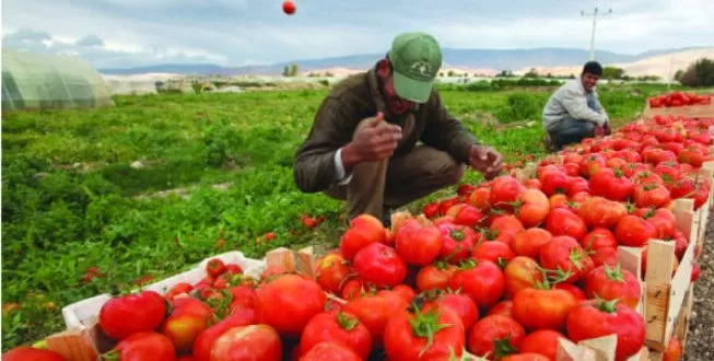 مدار الساعة,أخبار اقتصادية,وزارة الزراعة,المملكة العربية السعودية