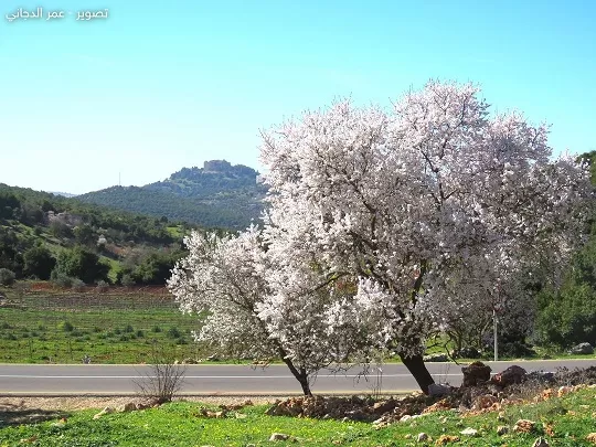 مدار الساعة,أخبار الأردن,اخبار الاردن