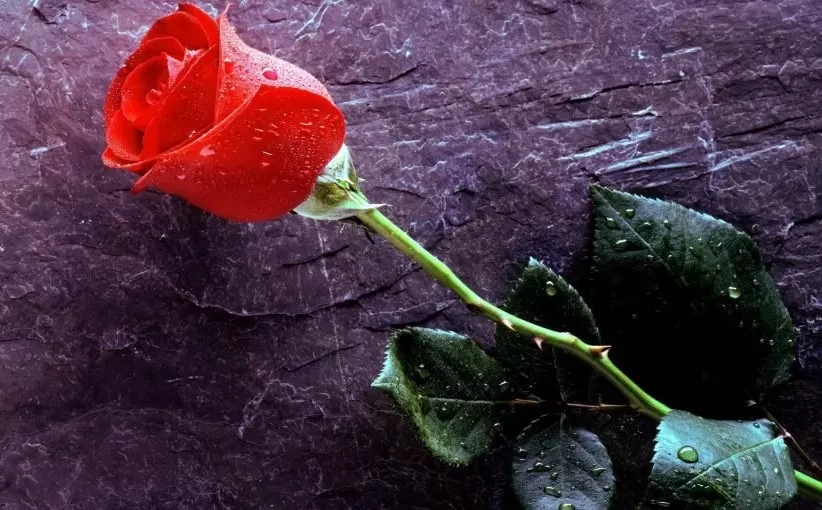 مدار الساعة,مقالات