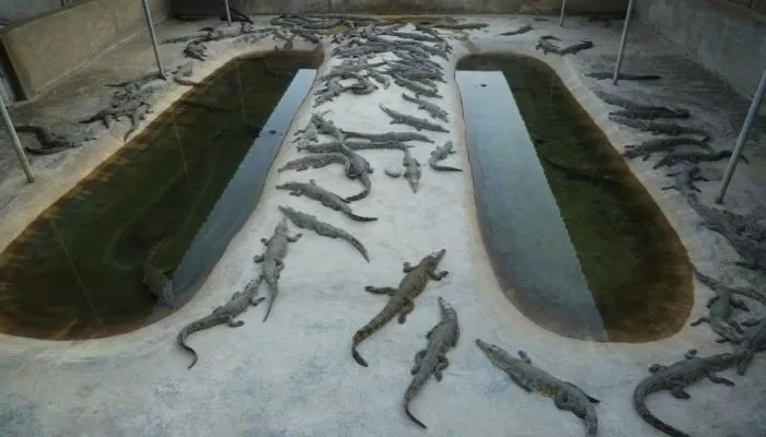 مدار الساعة,أخبار اقتصادية,كورونا,كوفيد 19,رئيس الوزراء