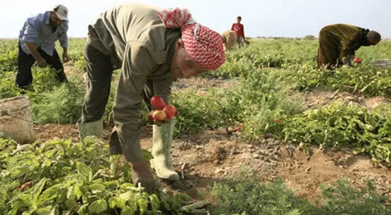 مدار الساعة,أخبار اقتصادية,وزير الزراعة,خالد حنيفات,وزارة الزراعة,مؤسسة الغذاء والدواء