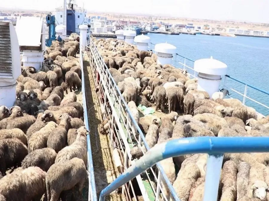مدار الساعة,أخبار الأردن,اخبار الاردن