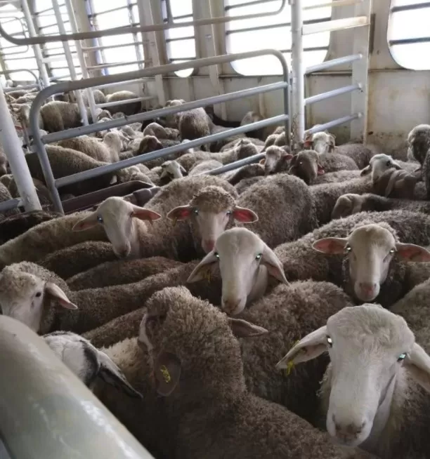 مدار الساعة,أخبار عربية ودولية,وزارة الزراعة,جمهورية مصر العربية,المملكة العربية السعودية