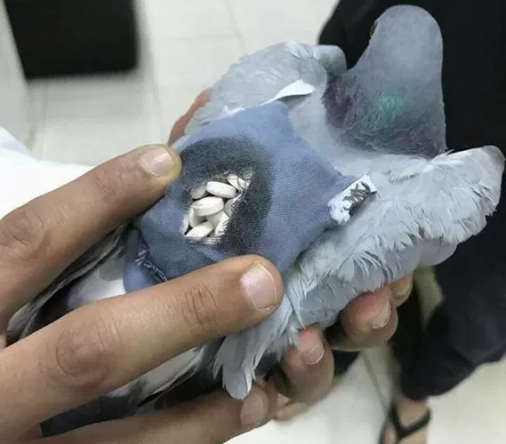 مدار الساعة,أخبار خفيفة ومنوعة,صحيفة الرأي,مواقع التواصل الاجتماعي