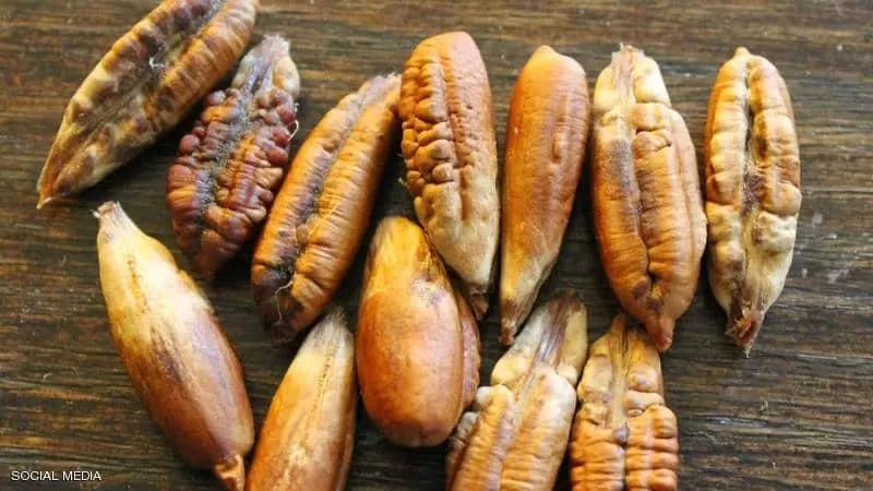مدار الساعة,أخبار خفيفة ومنوعة
