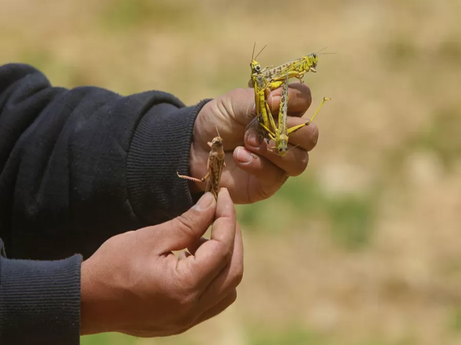 مدار الساعة,أخبار الأردن,اخبار الاردن,وزير الزراعة,خالد حنيفات,وزارة الزراعة
