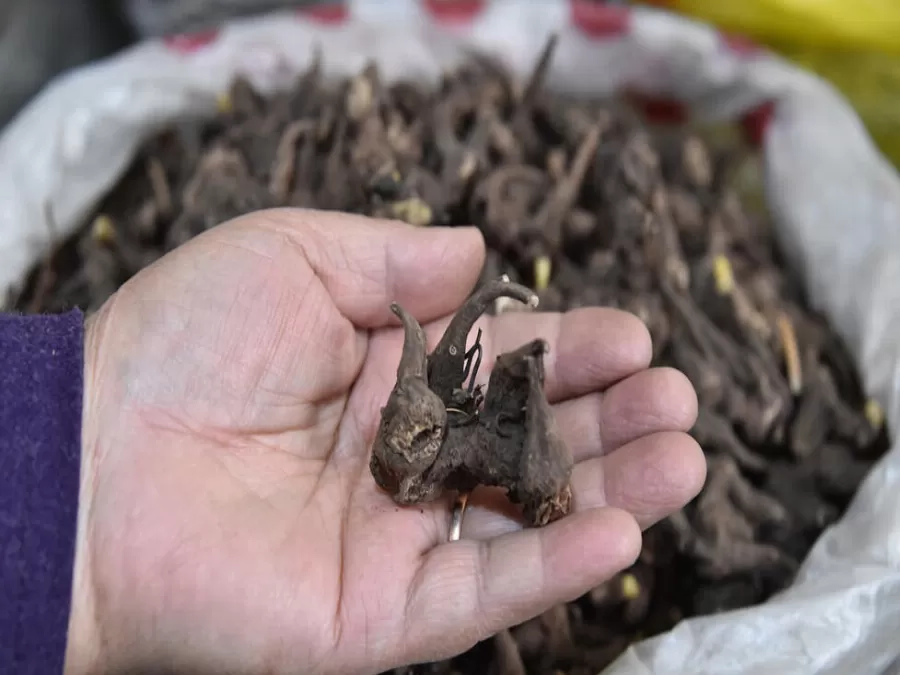 مدار الساعة,أخبار عربية ودولية,وزير الصحة,كورونا,وزارة الصحة