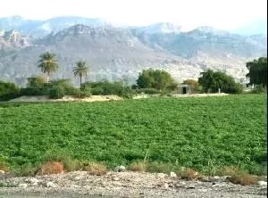 مدار الساعة,أخبار اقتصادية,وزارة الزراعة,سلطة وادي الأردن,وادي الأردن