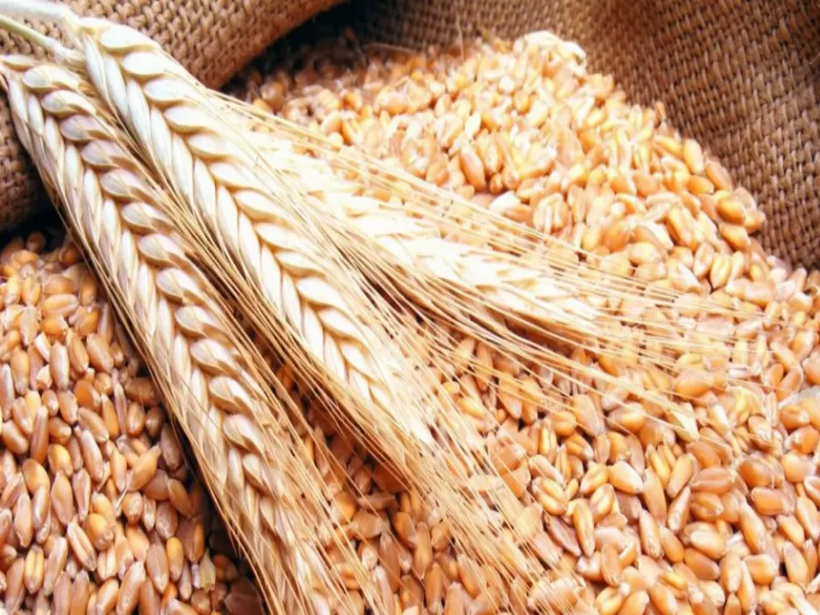 مدار الساعة,أخبار الأردن,اخبار الاردن,وزير الزراعة