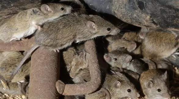 مدار الساعة,أخبار خفيفة ومنوعة