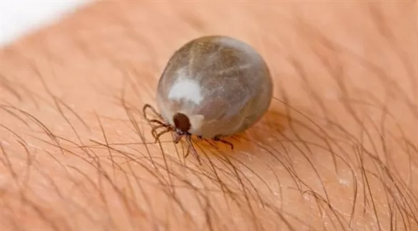 مدار الساعة,أخبار الأسرة