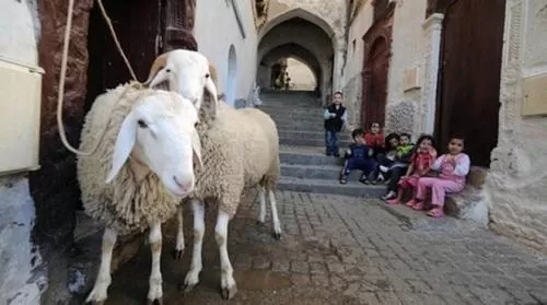 مدار الساعة,أخبار عربية ودولية,كورونا,عيد الأضحى