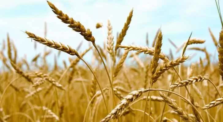 مدار الساعة,أخبار الأردن,اخبار الاردن,وزارة الزراعة