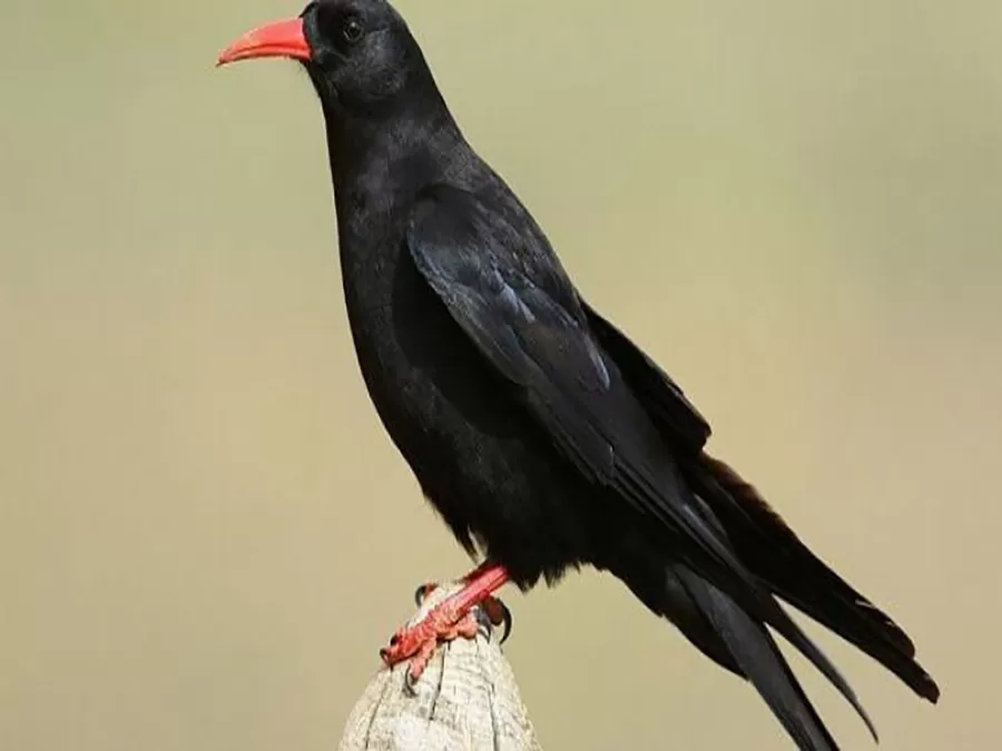 مدار الساعة,أخبار خفيفة ومنوعة