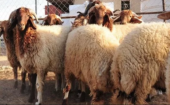 مدار الساعة,أخبار اقتصادية,وزارة الصناعة والتجارة,وزارة الزراعة,وزارة الصناعة