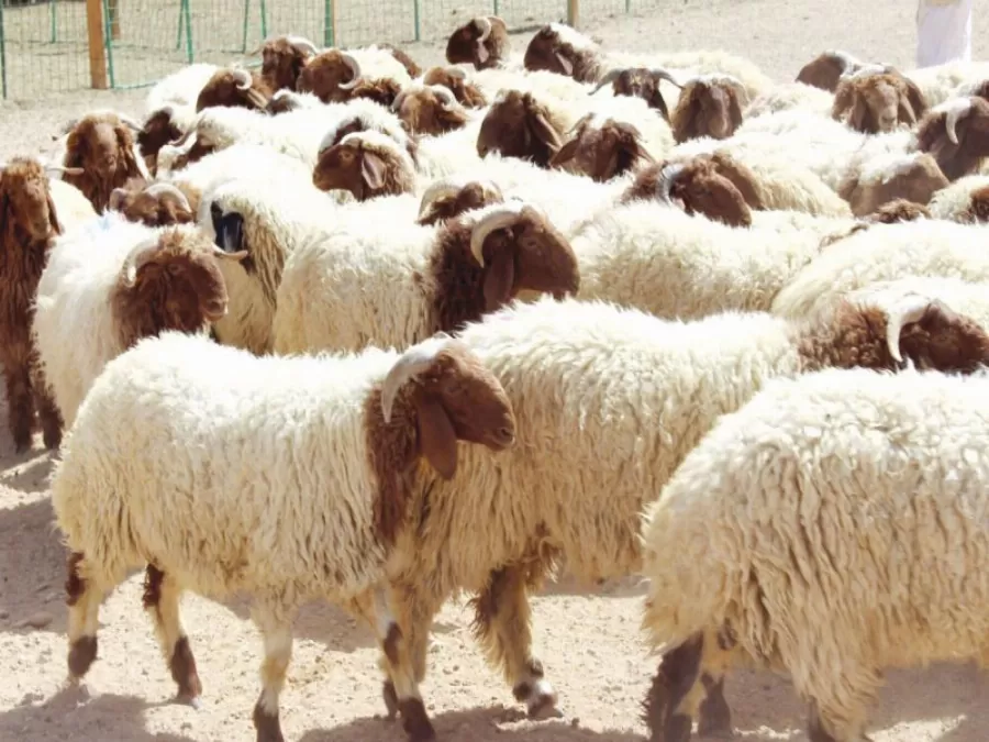 مدار الساعة,أخبار الأردن,اخبار الاردن,الهيئة الخيرية الأردنية الهاشمية,كورونا,الهيئة الخيرية الهاشمية,المملكة الأردنية الهاشمية,عيد الأضحى