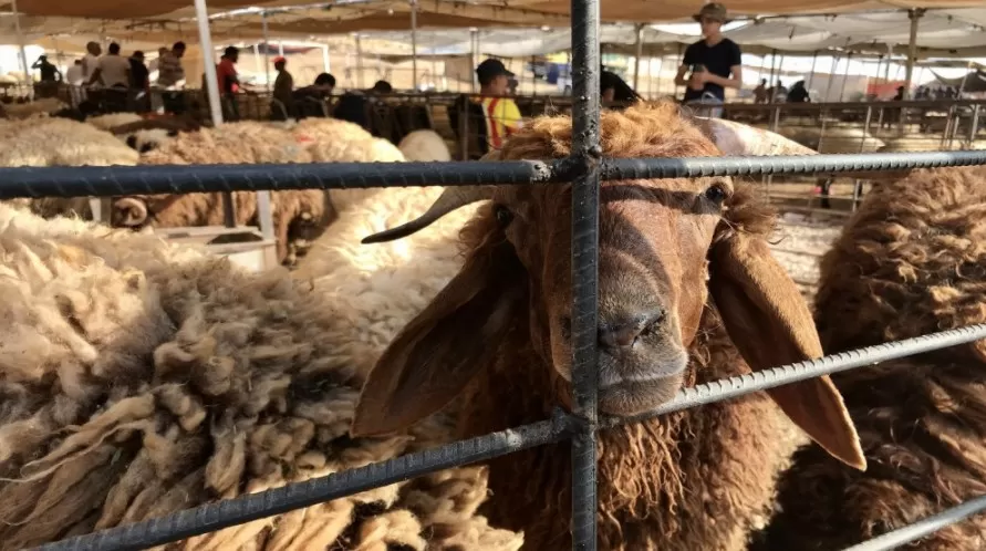 مدار الساعة,أخبار الأردن,اخبار الاردن,عيد الأضحى,بلدية الزرقاء