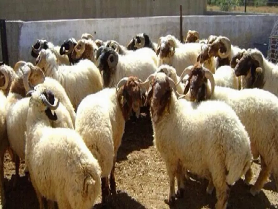 مدار الساعة,أخبار الأردن,اخبار الاردن,أمانة عمان الكبرى,أمانة عمان,عيد الأضحى