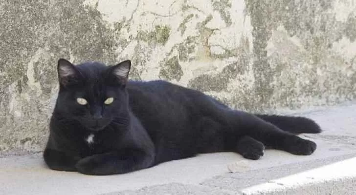 مدار الساعة,أخبار خفيفة ومنوعة