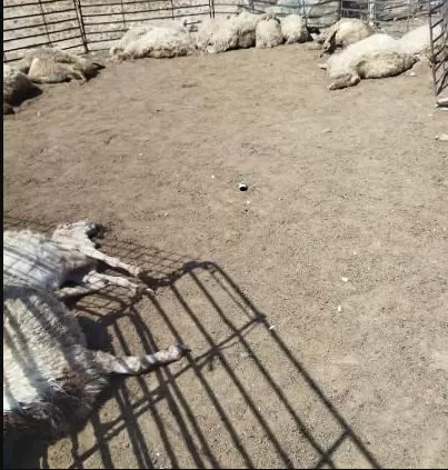 مدار الساعة,أخبار الأردن,اخبار الاردن,وزارة الزراعة
