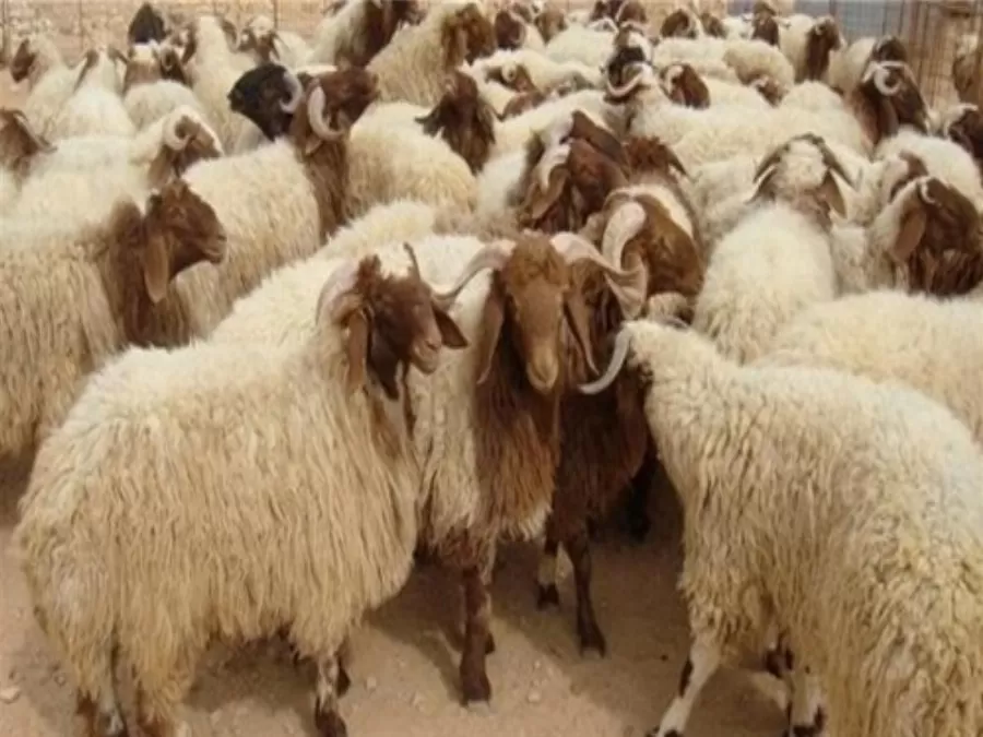 مدار الساعة,أخبار الأردن,اخبار الاردن,وزارة الزراعة