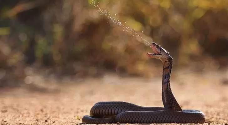 مدار الساعة,أخبار خفيفة ومنوعة