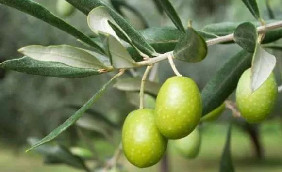 مدار الساعة,أخبار الأردن,اخبار الاردن,إذاعة الأمن العام,الأمن العام