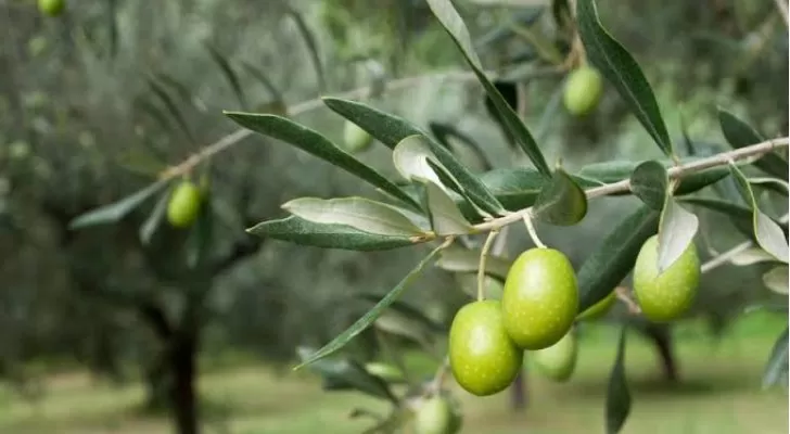 مدار الساعة,أخبار الأردن,اخبار الاردن,وزير الزراعة,وزارة الزراعة,وزارة التربية والتعليم