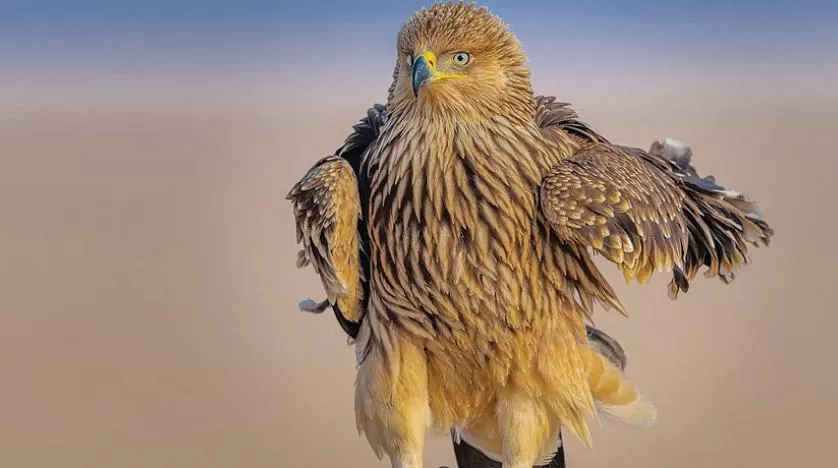 مدار الساعة,أخبار السياحة في الأردن,وزير الداخلية,مواقع التواصل الاجتماعي