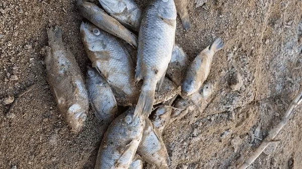 مدار الساعة,أخبار الأردن,اخبار الاردن