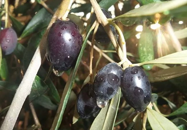 مدار الساعة,أخبار الأردن,اخبار الاردن,المركز الوطني للبحوث الزراعية,المؤسسة الأردنية لتطوير المشاريع الاقتصادية