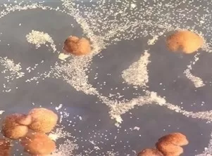مدار الساعة,أخبار خفيفة ومنوعة