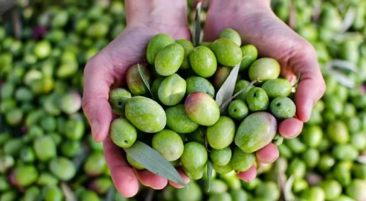 مدار الساعة,أخبار اقتصادية,المركز الوطني للبحوث الزراعية