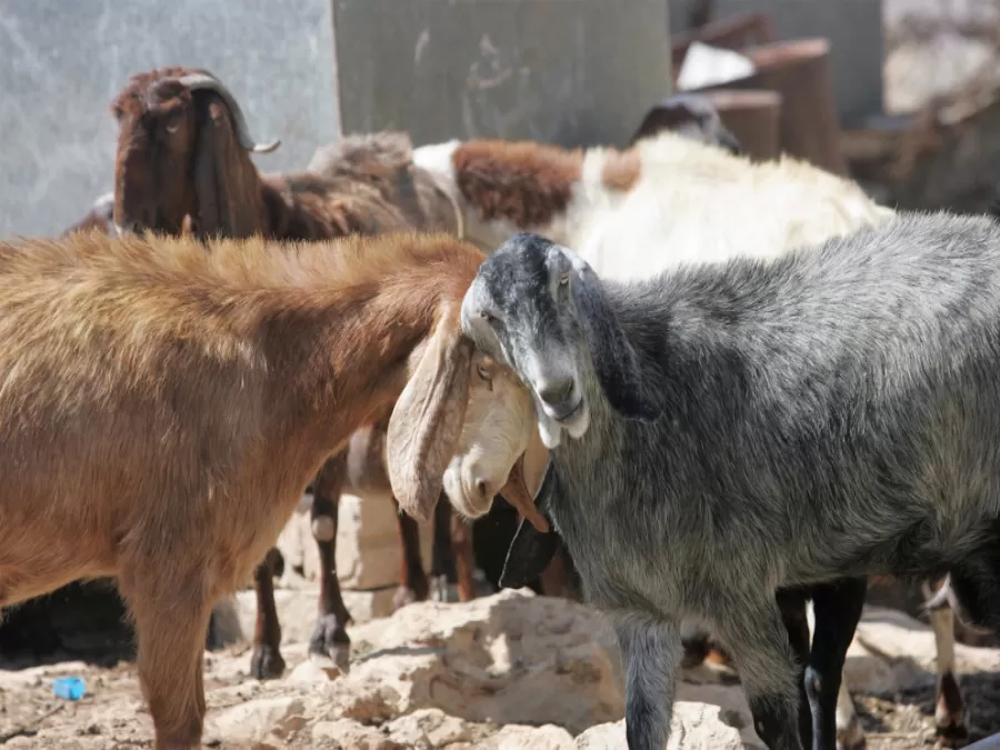 مدار الساعة,أخبار اقتصادية,وزارة الزراعة