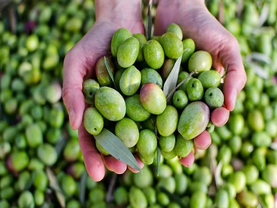 مدار الساعة,أخبار الأردن,اخبار الاردن,وزير الزراعة,كورونا,المركز الوطني للبحوث الزراعية,المؤسسة العامة للغذاء والدواء,وكالة الأنباء الأردنية