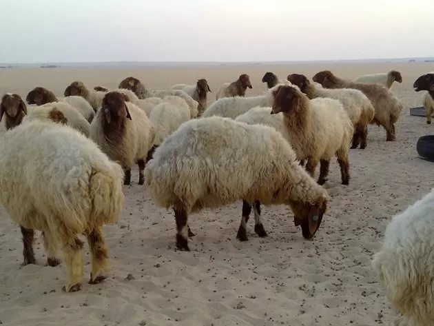 مدار الساعة,أخبار الأردن,اخبار الاردن,وزارة الزراعة