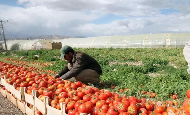 مدار الساعة,أخبار الأردن,اخبار الاردن,وزارة الزراعة