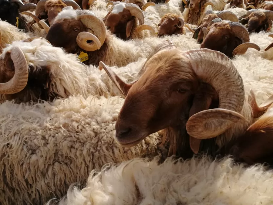 مدار الساعة,أخبار الأردن,اخبار الاردن,وزارة الزراعة