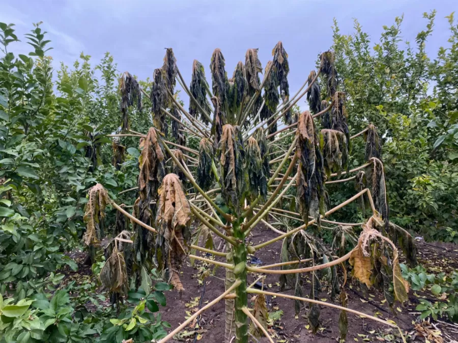 مدار الساعة,أخبار اقتصادية,وزير الزراعة,الحالة الجوية