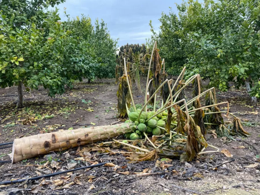 مدار الساعة,أخبار اقتصادية,الحالة الجوية,وزارة الزراعة