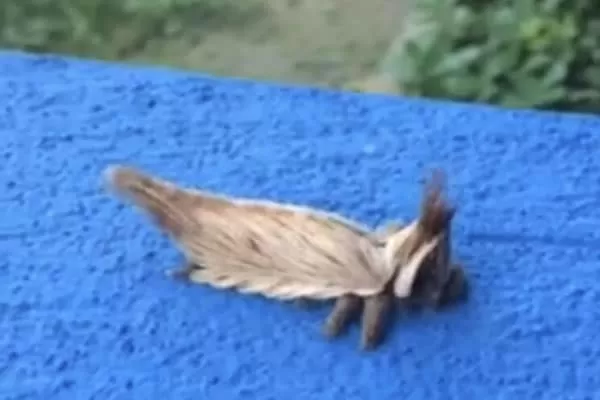 مدار الساعة,Video,فيديو,أخبار خفيفة ومنوعة,مواقع التواصل الاجتماعي