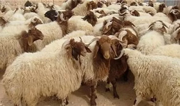 مدار الساعة,أخبار اقتصادية,وزير الزراعة