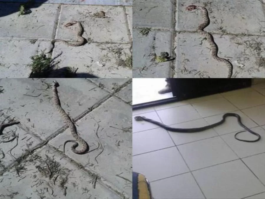 مدار الساعة,أخبار الأردن,اخبار الاردن,الدفاع المدني