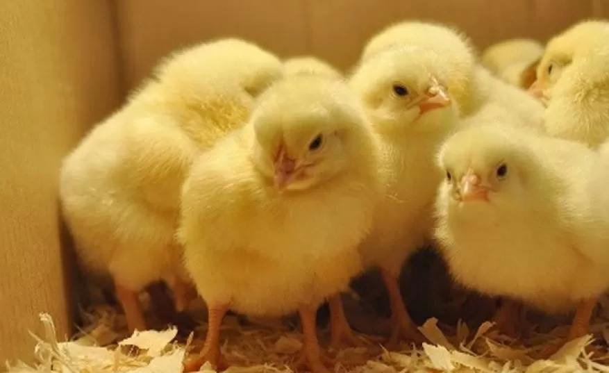 مدار الساعة,Video,فيديو,أخبار خفيفة ومنوعة