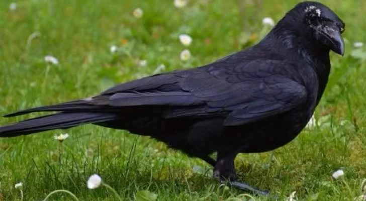 مدار الساعة,Video,فيديو,أخبار خفيفة ومنوعة