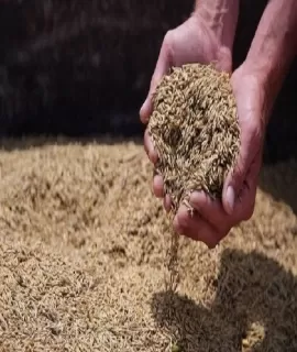 مدار الساعة,أخبار الأسرة