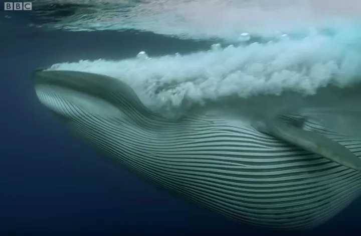 مدار الساعة,Video,فيديو,أخبار خفيفة ومنوعة