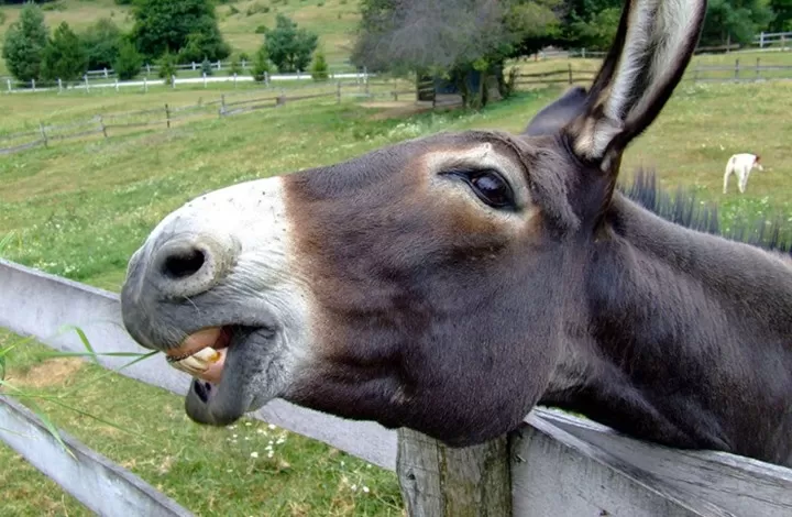 مدار الساعة,أخبار خفيفة ومنوعة,وزارة الزراعة,مجلس النواب